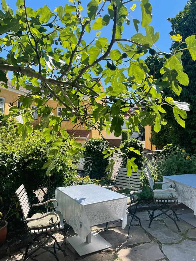 Gårdhave med puder i stole og figentræet